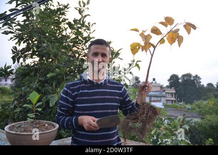 Ficus religiosa ou figues sacrées est une espèce de figues indigène au sous-continent indien. Plantes et feuilles. Banque D'Images