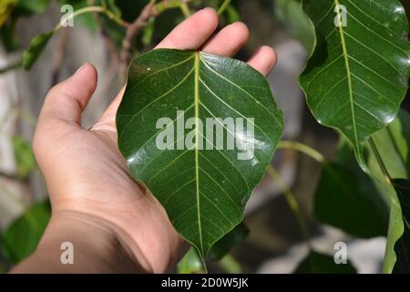feuille de peepal dans la main humaine. Banque D'Images