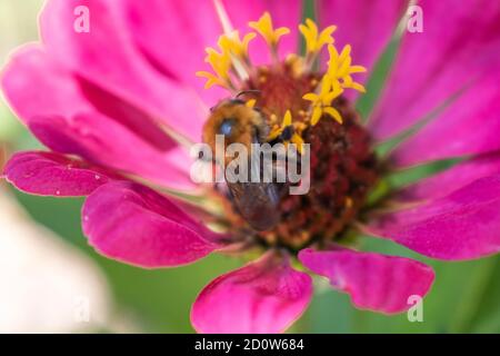 Gros plan sur le bourdon rose Zinnia elegans en fleur Banque D'Images