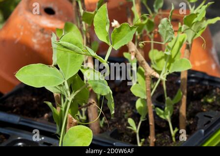 Jeunes plantes de pois doux Banque D'Images