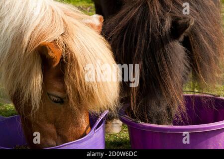 Deux poneys mangent le petit déjeuner ensemble Banque D'Images