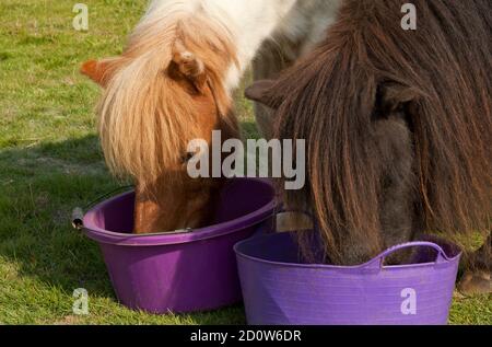 Deux poneys mangent le petit déjeuner ensemble Banque D'Images