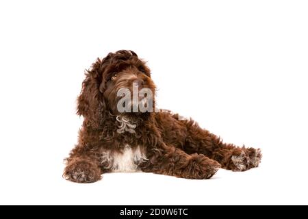 Chien chiot Cockapoo au chocolat devant un fond blanc Banque D'Images