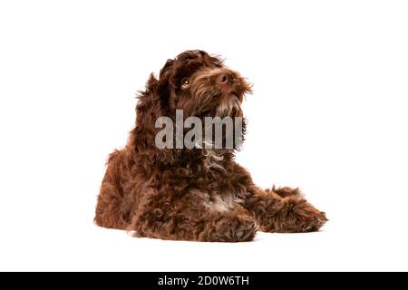 Chien chiot Cockapoo au chocolat devant un fond blanc Banque D'Images