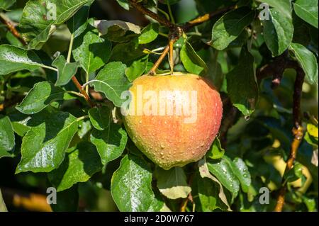 De grandes pommes braeburn douces mûrissent sur l'arbre dans le verger de fruits gros plan Banque D'Images