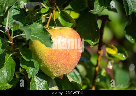 De grandes pommes braeburn douces mûrissent sur l'arbre dans le verger de fruits gros plan Banque D'Images