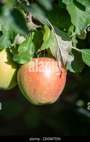 De grandes pommes braeburn douces mûrissent sur l'arbre dans le verger de fruits gros plan Banque D'Images