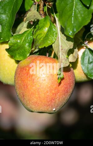 De grandes pommes braeburn douces mûrissent sur l'arbre dans le verger de fruits gros plan Banque D'Images