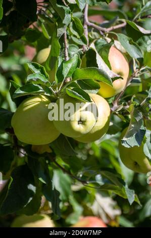 De grandes pommes braeburn douces mûrissent sur l'arbre dans le verger de fruits gros plan Banque D'Images