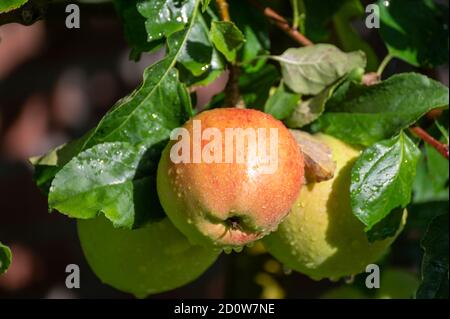 De grandes pommes braeburn douces mûrissent sur l'arbre dans le verger de fruits gros plan Banque D'Images