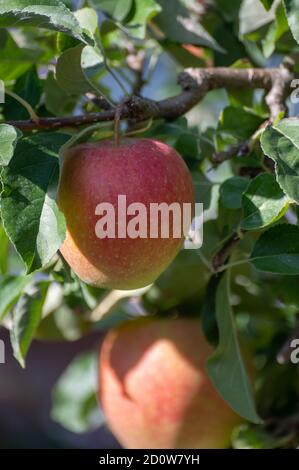 De grandes pommes braeburn douces mûrissent sur l'arbre dans le verger de fruits gros plan Banque D'Images