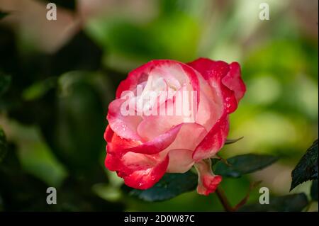 Rose et blanc grand jardin de thé hybride rose gros plan, fond romantique Banque D'Images