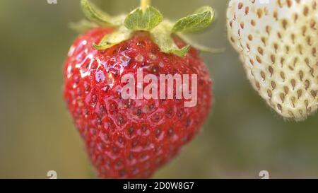 Gros plan extrême d'une fraise mûre accrochée à un usine Banque D'Images