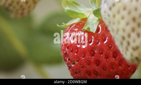 Gros plan extrême d'une fraise mûre accrochée à un usine Banque D'Images