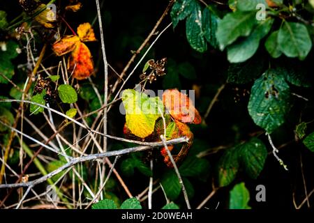 les feuilles se transforment en rouge et en orange sur les branches des arbres au milieu des feuilles vertes, des signes d'automne, l'automne arrive Banque D'Images