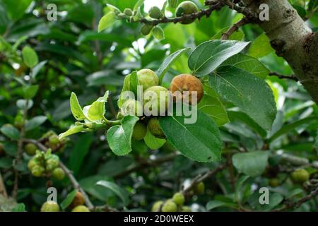 Ficus carica ou Ficus carica ou dumur est un asiatique espèces de plantes à fleurs de la famille des mûriers Banque D'Images