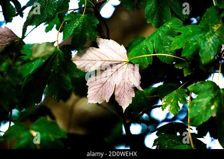 Signes de l'automne, feuilles changeant de couleurs sur les branches d'arbres au milieu des feuilles vertes, signes de l'automne, l'automne arrive, pefect pour les salutations de saison Banque D'Images
