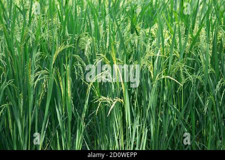 Village paddy plante vert naturel de gros plan Banque D'Images