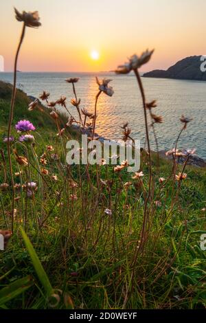 Le sommet de la falaise fleurit sur St David's Head au coucher du soleil, Pembrokeshire Coast National Park, pays de Galles, Royaume-Uni Banque D'Images