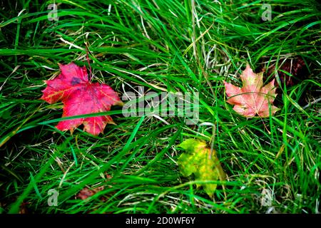 Signes d'automne, deux feuilles d'érable tombées (une rouge vif) sur l'herbe verte, signes d'automne, l'automne arrive, parfait pour accueillir la saison Banque D'Images
