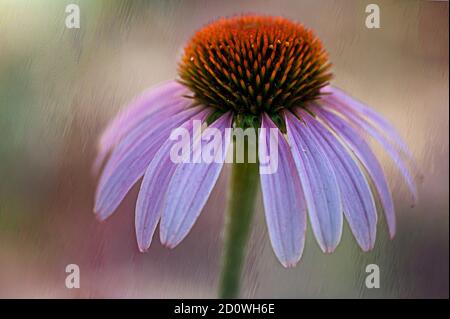 Une fleur en forme de fleur violette sur fond texturé au printemps en NC. Banque D'Images