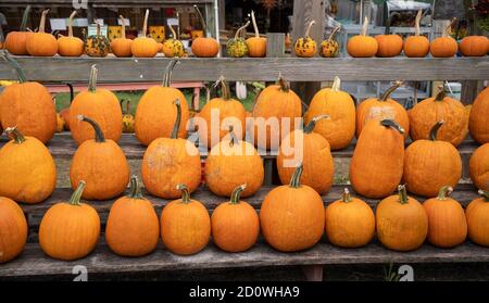 Rangées de citrouilles en vente sur le marché agricole, comté de Lancaster, Pennsylvani Banque D'Images