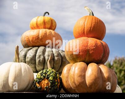 Citrouilles orange vif, vertes et blanches exposées sur le marché agricole Banque D'Images