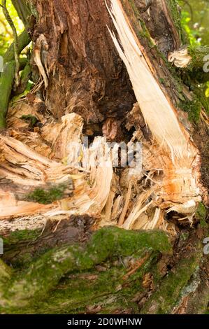 Détail d'un arbre brisé déraciné, déchiré par le vent lors d'une violente tempête Banque D'Images