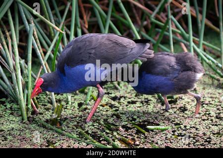 Deux poules mauves (Porphyrio Porphyrio) marchent dans un quartier marécageux avec des roseaux dans les jardins botaniques royaux de Melbourne, en Australie Banque D'Images