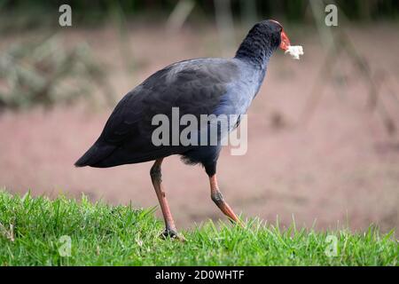 La poule-marais pourpre (Porphyrio Porphyrio) marche sur l'herbe au bord d'un marais dans les jardins botaniques royaux de Melbourne, en Australie Banque D'Images