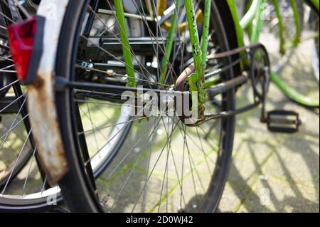 Roue de vélo avec foyer sur la fourche arrière vert frais du cadre dans un hangar de vélo. Faible profondeur de champ Banque D'Images