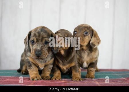 3 chiots de dachshund, jouer , un chiot mastiquer frères oreille Banque D'Images