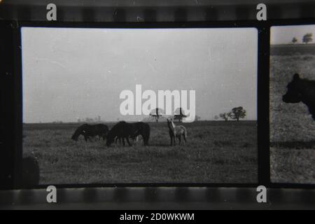 Fin années 1970 photographie en noir et blanc vintage de chevaux de gamme libre en itinérance libre dans les champs de ferme de pâturage. Banque D'Images