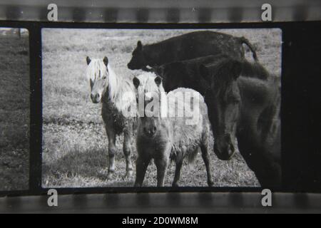 Fin années 1970 photographie en noir et blanc vintage de chevaux de gamme libre en itinérance libre dans les champs de ferme de pâturage. Banque D'Images