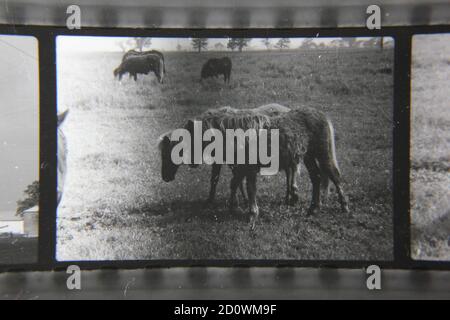 Fin années 1970 photographie en noir et blanc vintage de chevaux de gamme libre en itinérance libre dans les champs de ferme de pâturage. Banque D'Images