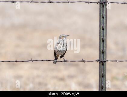 Un thrasher adulte (Oreoscoptes montanus) Perchée sur un fil barbelé dans les Prairies nationales Pawnee Colorado Banque D'Images