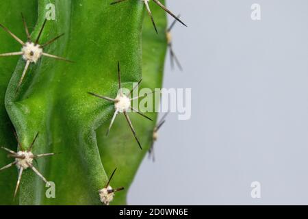 Il s'agit d'un gros plan, gros plan d'un cactus. Banque D'Images