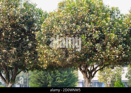 Oleander blanc nain, ou Oleander nérium, de beaux arbres avec des fleurs enneigées et un feuillage à feuilles persistantes. Banque D'Images