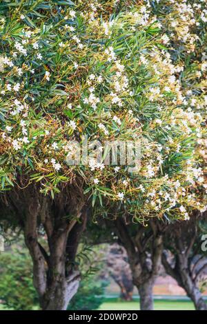 Oleander blanc nain, ou Oleander nérium, de beaux arbres avec des fleurs enneigées et un feuillage à feuilles persistantes. Banque D'Images