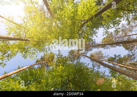 Arbres verts dans la forêt en été avec une lentille pittoresque évasement Banque D'Images