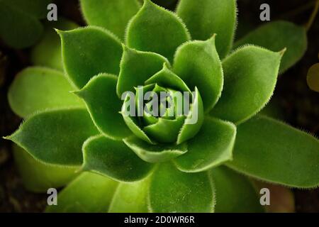 Gros plan de Common houseleek, Sempervivum tectorum Banque D'Images