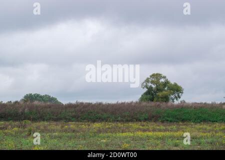 Arbre debout seul sur un paysage de polder hollandais à l'Ooyse Schependom près de l'Ooijpolder à Gelderland, Hollande Banque D'Images