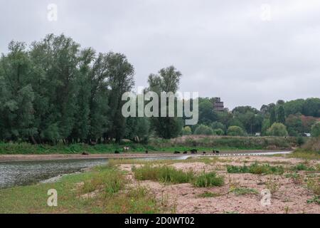 Taureaux, vaches et chevaux se tenant sur la plage d'un paysage de polder hollandais à l'Ooyse Schependom près de l'Ooijpolder à Gelderland, aux pays-Bas. T Banque D'Images