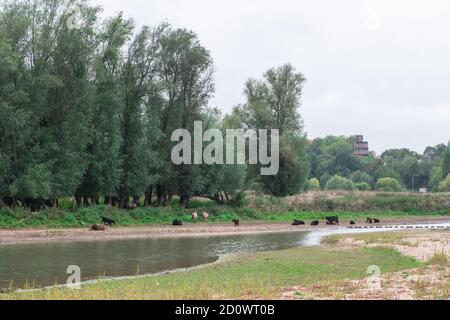 Taureaux, vaches et chevaux se tenant sur la plage d'un paysage de polder hollandais à l'Ooyse Schependom près de l'Ooijpolder à Gelderland, aux pays-Bas. T Banque D'Images