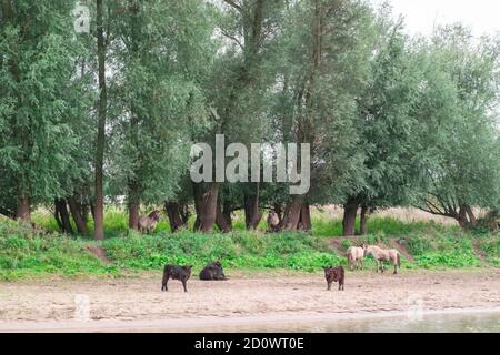 Taureaux, vaches et chevaux se tenant sur la plage d'un paysage de polder hollandais à l'Ooyse Schependom près de l'Ooijpolder à Gelderland, aux pays-Bas. T Banque D'Images