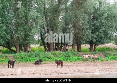 Taureaux, vaches et chevaux se tenant sur la plage d'un paysage de polder hollandais à l'Ooyse Schependom près de l'Ooijpolder à Gelderland, aux pays-Bas. T Banque D'Images