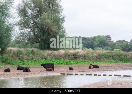 Taureaux, vaches et chevaux se tenant sur la plage d'un paysage de polder hollandais à l'Ooyse Schependom près de l'Ooijpolder à Gelderland, aux pays-Bas. T Banque D'Images