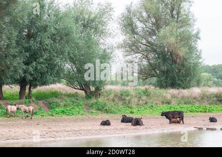 Taureaux, vaches et chevaux se tenant sur la plage d'un paysage de polder hollandais à l'Ooyse Schependom près de l'Ooijpolder à Gelderland, aux pays-Bas. T Banque D'Images