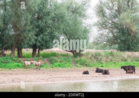 Taureaux, vaches et chevaux se tenant sur la plage d'un paysage de polder hollandais à l'Ooyse Schependom près de l'Ooijpolder à Gelderland, aux pays-Bas. T Banque D'Images