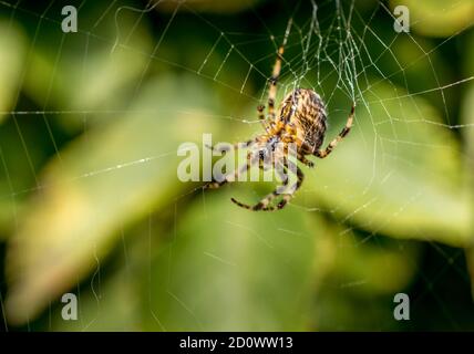 Garden Spider sur Internet au Royaume-Uni Banque D'Images